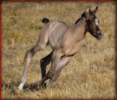 jmkitsallme filly4.jpg